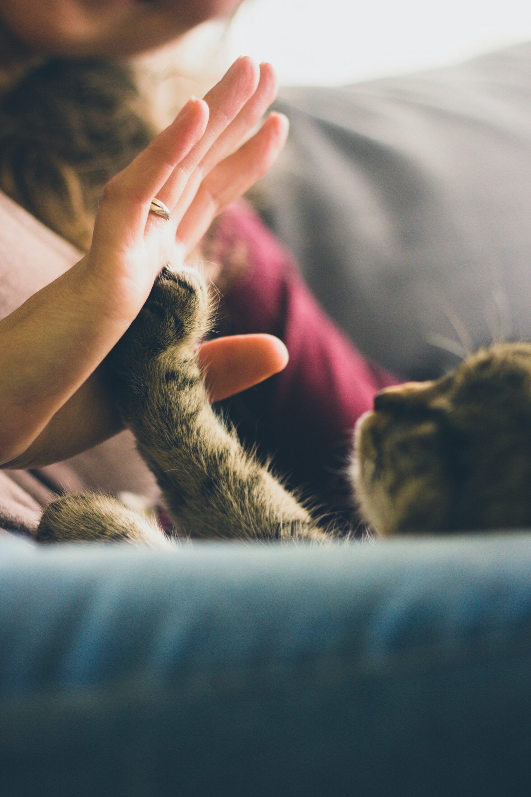 Hej lille kat – Lotus, Luna, Panter og Tiger